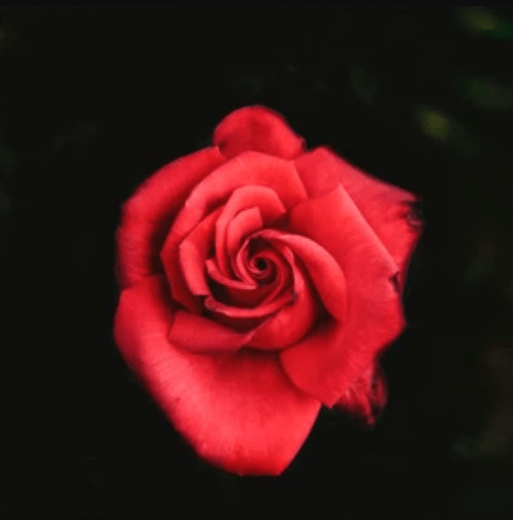 What Secrets Lie Within the SWAiNSONG’s New Single Forgotten Garden (‘Tammy’s Song’)?