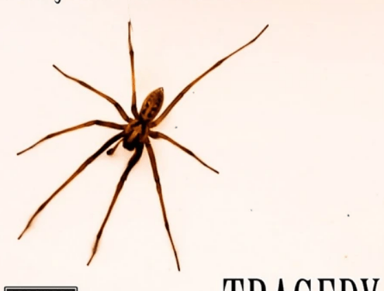 TRAGEDY by Molly Fletcher Hebden