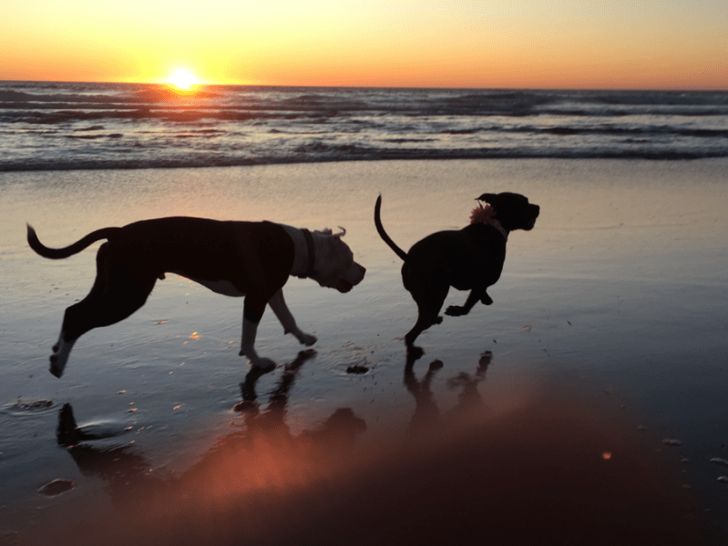 What the Fire Kept: James Beastly and the Weight of We Should Be&nbsp;Animals