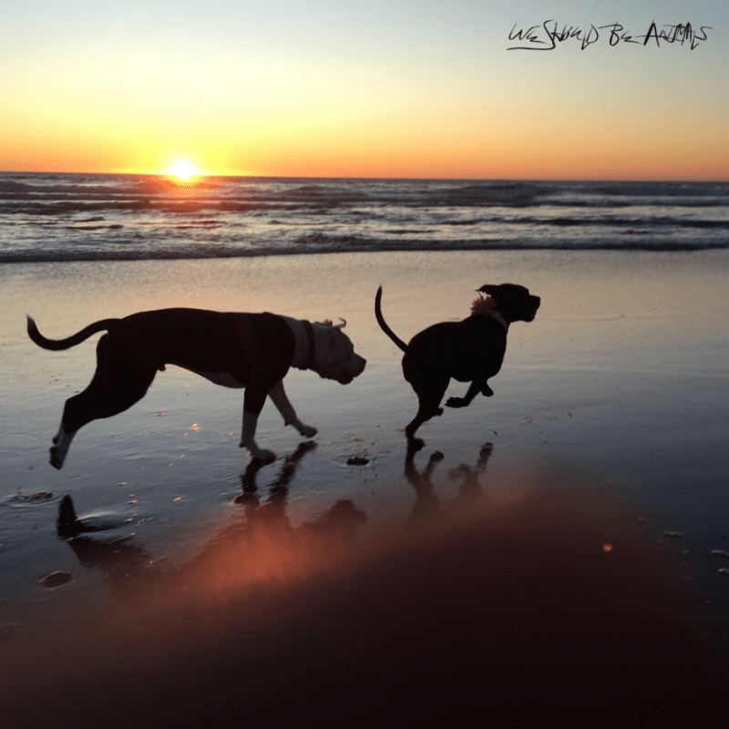 What the Fire Kept: James Beastly and the Weight of We Should Be&nbsp;Animals